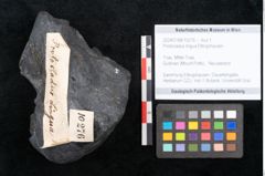 Foto (Objekt + Etikett) von Protocladus lingua Ettingshausen (NHMW-GEO-2024-0188-10276)